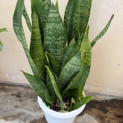 シークヮーサー🌴（おまけ付）の画像