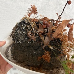 浅間石　庭石の画像