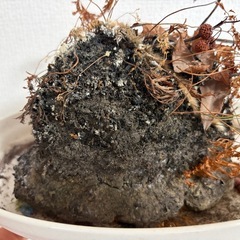 浅間石　庭石の画像