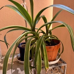 リュウゼツラン　アガベの画像