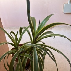 リュウゼツラン　アガベの画像