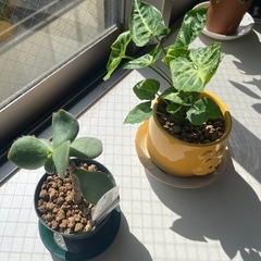 観葉植物　まとめ　状態⭕️　の画像