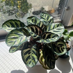 観葉植物　まとめ　状態⭕️　の画像