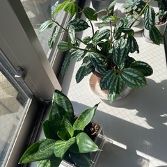 観葉植物　まとめ　状態⭕️　の画像