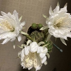 サボテン　金盛丸の画像