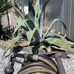 巨大アメリカーナ　アガベドライガーデンの画像