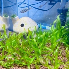 スクリューバリスネリアの画像