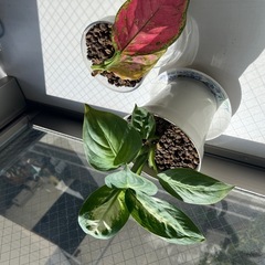 観葉植物　　8匹セット　状態⭕️の画像