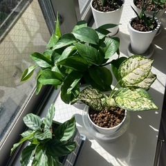 観葉植物　　8匹セット　状態⭕️の画像