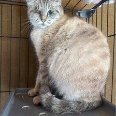 片目はないけど綺麗なシャムミックスさん