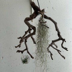 ウスネオイデス🌿観葉植物🌿の画像