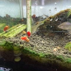 レッドラムズホーンの画像