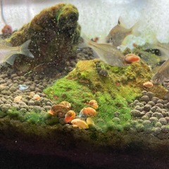 レッドラムズホーンの画像