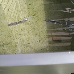 メダカいろいろ良い個体の画像