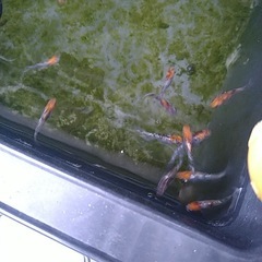 メダカいろいろ良い個体の画像