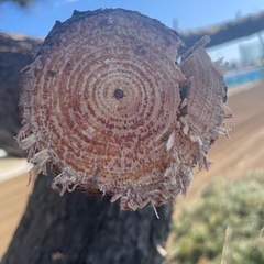 松の木　丸太の画像