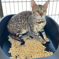 ベンガル 2歳 女の子