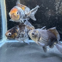 オランダ st ショートテール 獅子頭 ｷｬﾘｺ 五色 金魚の画像