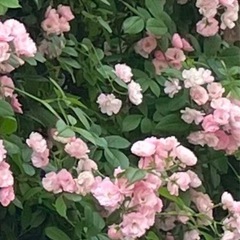 群舞(つるバラ)／苗①の画像