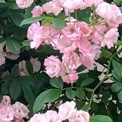 群舞(つるバラ)／苗①の画像