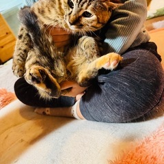 小柄で可愛いムギワラ猫