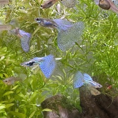 ブルーグラスグッピービッグドーサルオスメスの画像
