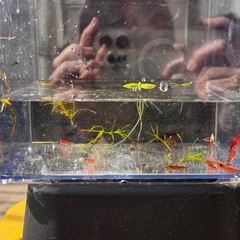 チェリーシュリンプ12匹以上 ③の画像