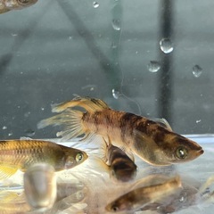 (決まりました)金閣　メダカ　１０匹＋αの画像