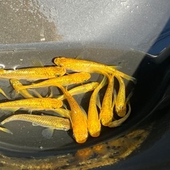 (決まりました)サンシャイン　メダカ　１０匹＋α の画像