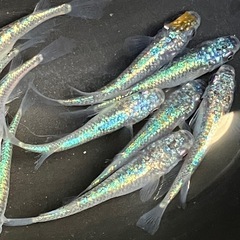 ネプチューン　メダカ　１５匹＋αの画像
