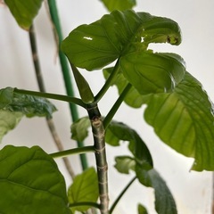 ウンベラータ　観葉植物の画像