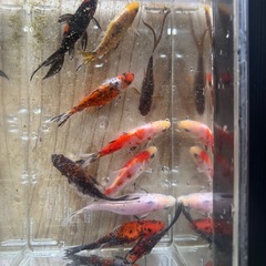 銀鱗墨和金 墨和金 変わり和金 朱文金 キャリコ和金 5匹　 の画像