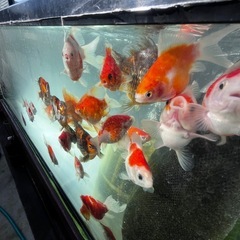 金魚　玉サバ　1000円からの画像