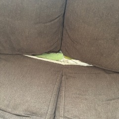 【至急！】  ソファーの画像