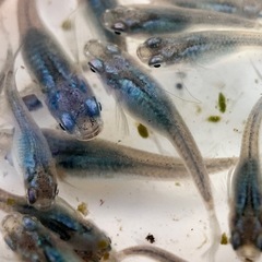 改良メダカ 極上 深海の画像