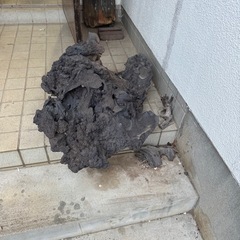 富士山の溶岩石現在採取不可能の画像