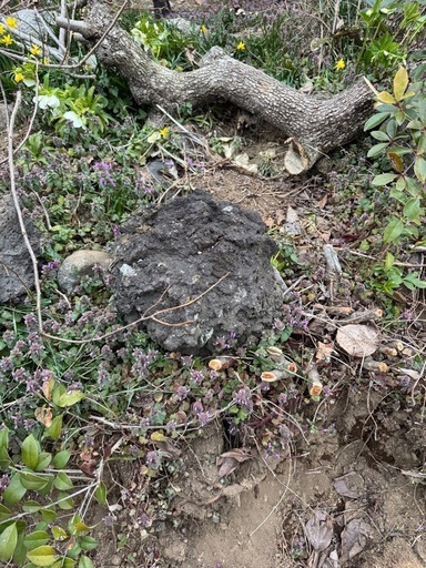 富士山の溶岩石現在採取不可能