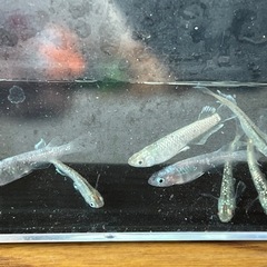 メダカ　マリアージュ
の画像