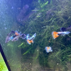 【熱帯魚】レッドプラチナグッピーオス４匹、メス２匹ですの画像