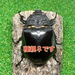 （幼虫10頭）マルスゾウカブトの画像