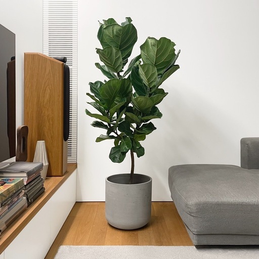観葉植物 カシワバゴム