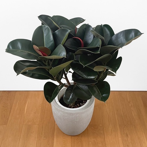 観葉植物 フィカス ソフィア