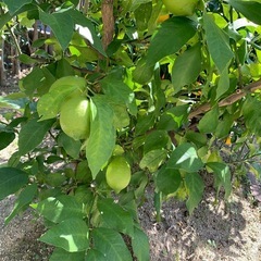 レモン　リスボン　　タキイの特選果樹の画像