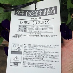 レモン　リスボン　　タキイの特選果樹の画像