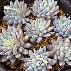 多肉植物「ソロモン」1つ300円の画像