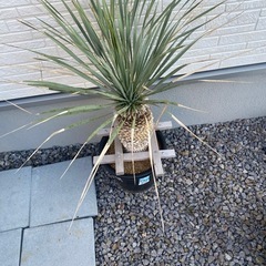 ユッカロストラータ　　幹立ち株の画像