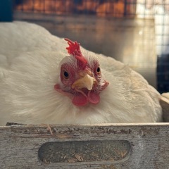 ニワトリのエサ5kg✨配合飼料 鶏の餌 ✨鳥のエサ の画像