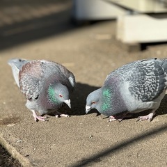 赤マイロ✨1キロ、喜んで食べます✨鳩、ニワトリ、インコの画像
