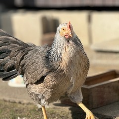 赤マイロ✨1キロ、喜んで食べます✨鳩、ニワトリ、インコの画像