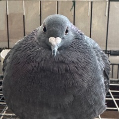 小麦 ✨鳩の餌 鳥の餌 ニワトリ餌  ✨10キロの画像
